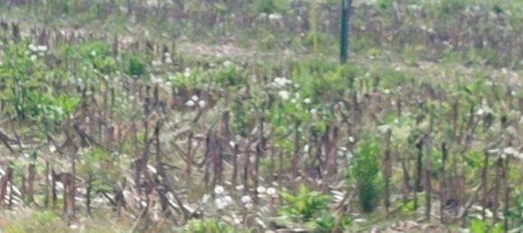 46159m² Land in Casale sul Sile, Italy No. 125130 3