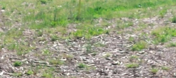 46159m² Land in Casale sul Sile, Italy No. 125130 4