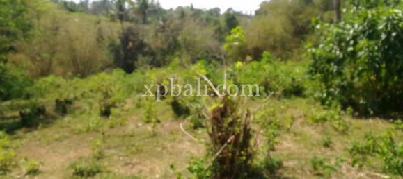  قطعة أرض في Tabanan, Indonesia 7900متر مربع رقم 3807 3