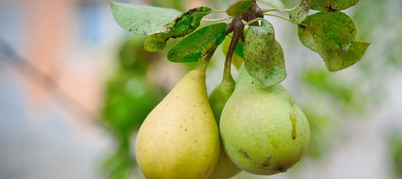 Casa de 6 divisões em Miglianico, Italy N.º 256933 28