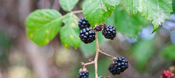 Casa de 6 divisões em Miglianico, Italy N.º 256933 30