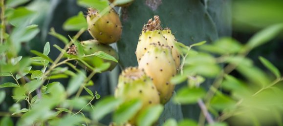 Casa de 6 divisões em Miglianico, Italy N.º 256933 29