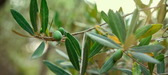 Casa de 6 divisões em Miglianico, Italy N.º 256933 26