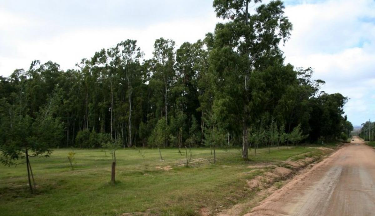  Farm in Maldonado, Uruguay No. 15132