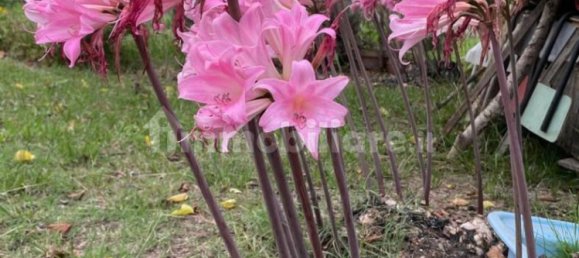 2000m² Land in Livorno, Italy No. 168989 3