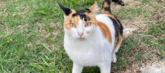 2000m² Land in Livorno, Italy No. 168989 17