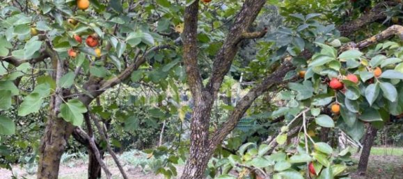 2000m² Land in Livorno, Italy No. 168989 12