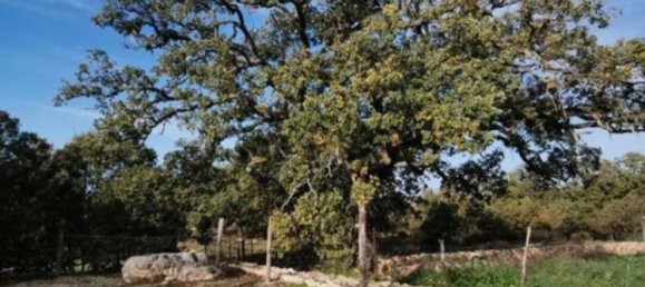 8 bedrooms Villa in Noicattaro, Italy No. 209323 9