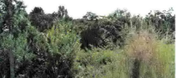 Grundstück in Kaiserslautern, Germany, Nr. 126486 4