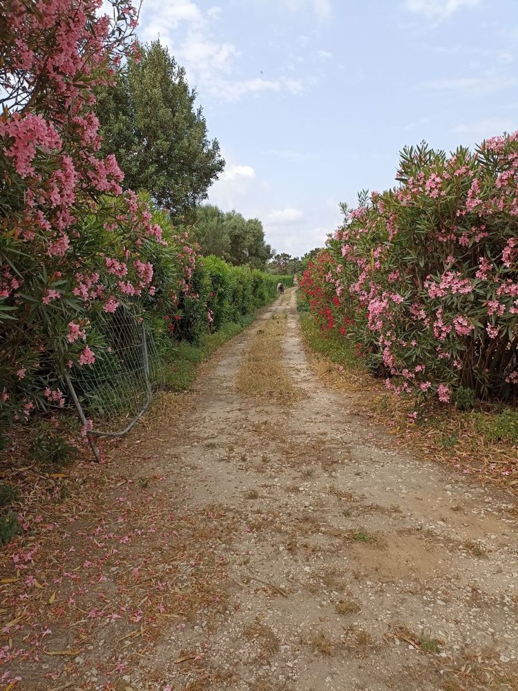 Земельный участок 50000м² в Сассари, Италия № 256212