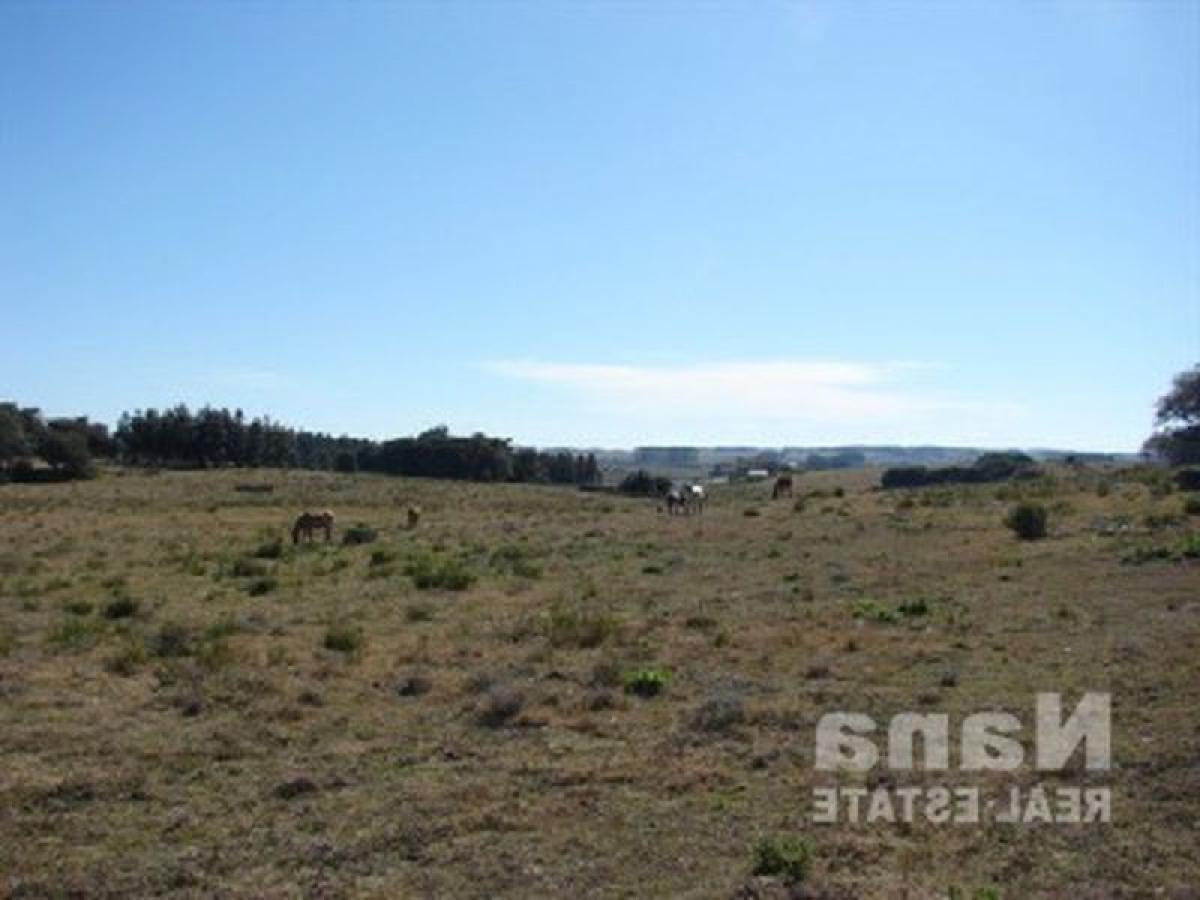 Ферма в Мальдонадо, Уругвай № 14687