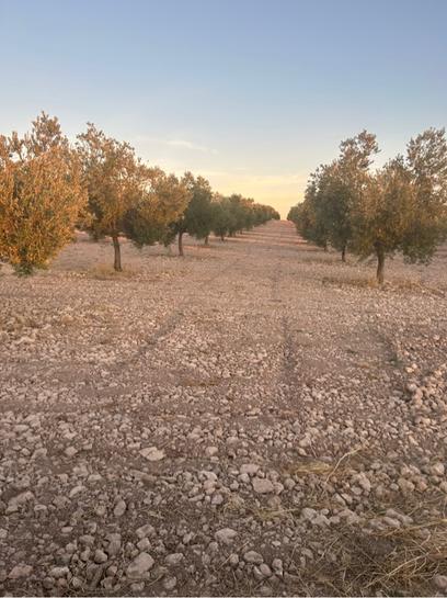 Grundstück in Ciudad Real, Spain 20m², Nr. 259870