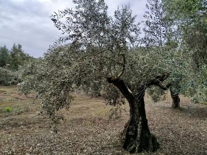  Land in Tomar, Portugal No. 344530