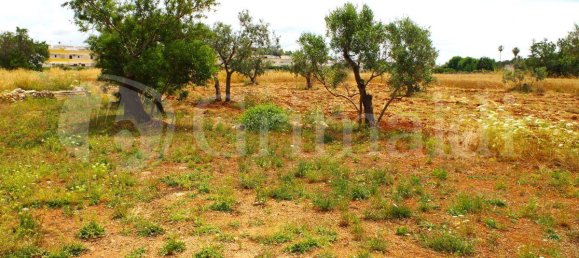 Земельный участок 28000м² в Sannicola, Италия № 105389 4