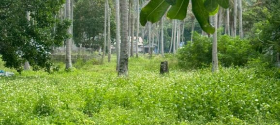  Commercial property in Surat Thani, Thailand No. 25156 5