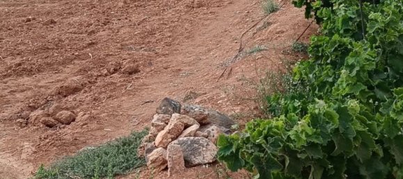  Land in Puerto Del Rosario, Spain No. 152043 9