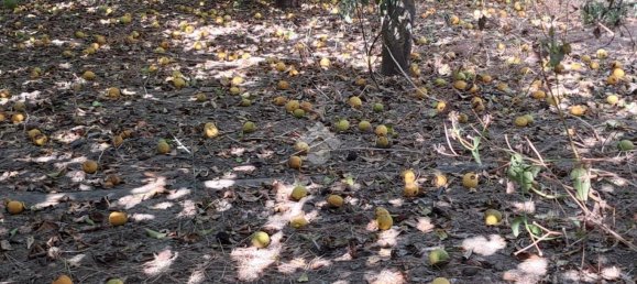 5900m² Land in Campofelice di Roccella, Italy No. 284666 20