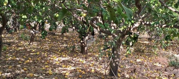 5900m² Land in Campofelice di Roccella, Italy No. 284666 17