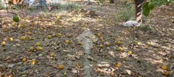 5900m² Land in Campofelice di Roccella, Italy No. 284666 23