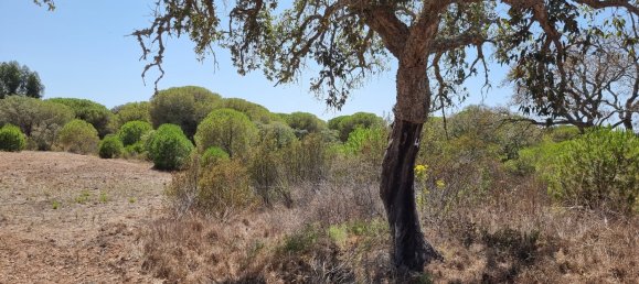 7 bedrooms Villa in Grandola, Portugal No. 100914 13