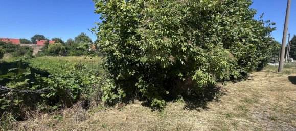  قطعة أرض في Nordsachsen, Germany رقم 247380 3