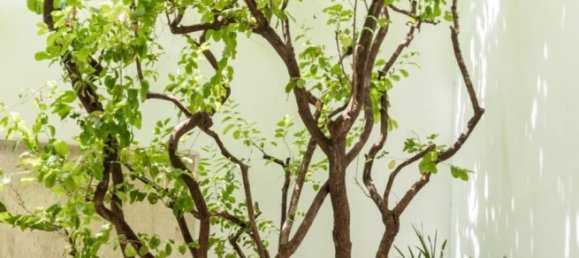 4 Schlafzimmer Bungalow in Bangkok, Thailand, Nr. 3542 9