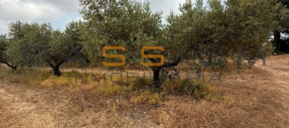 Grundstück in Mont-roig del Camp, Spain 19000m², Nr. 165638 14