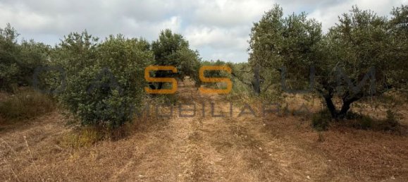 Grundstück in Mont-roig del Camp, Spain 19000m², Nr. 165638 11