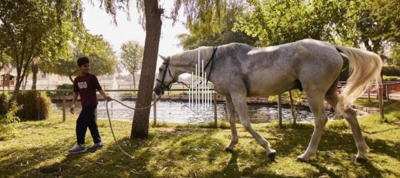 4 bedrooms Townhouse in Yas Island, UAE No. 23648 16