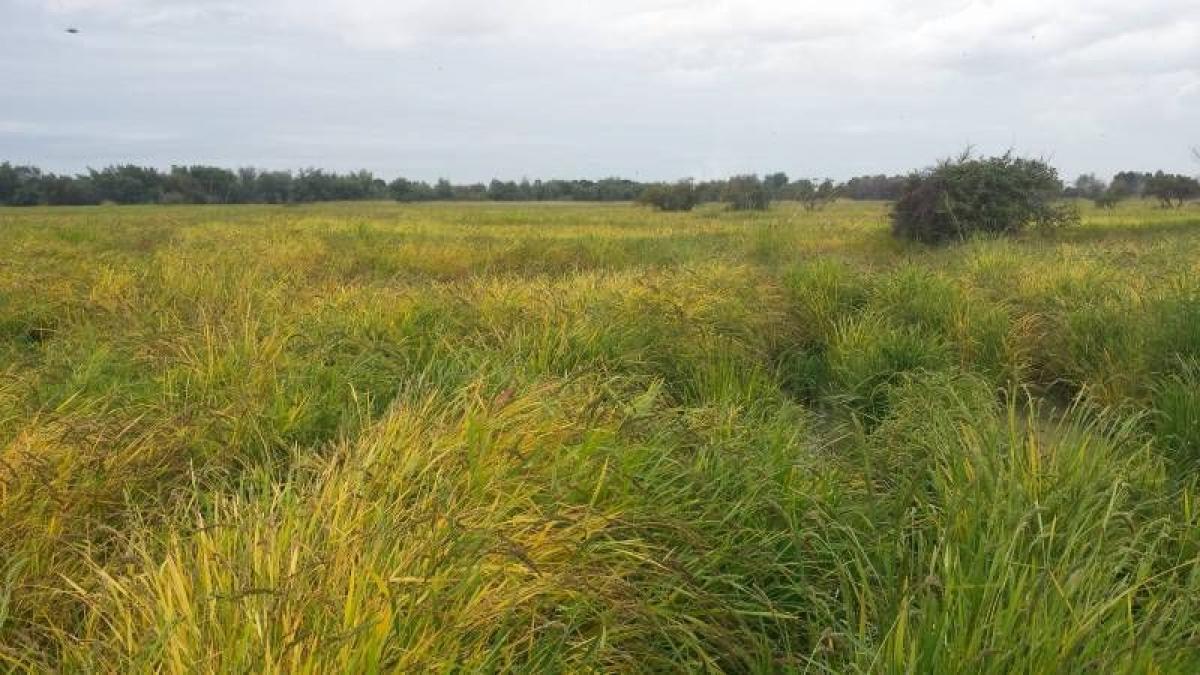 Grundstück in Maule, Chile, Nr. 978