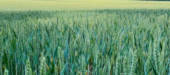 5 غرف نوم منزل في Brandenburg, Germany رقم 39998 22