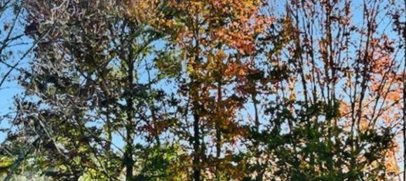 5 غرف نوم منزل في Pessac, France رقم 101506 30