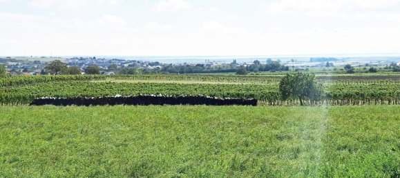 500m² Land in Winden am See, Austria No. 154234 4