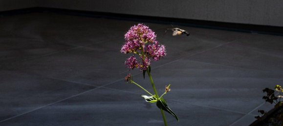 Дом с 5 комнатами в Ланценкирхен, Австрия № 193663 9