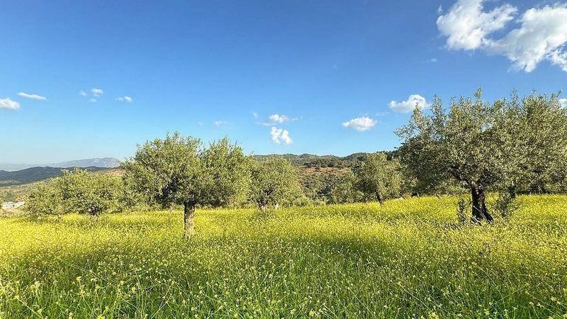 34389m² Land in Tolox, Spain No. 219533