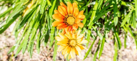 3 bedrooms Villa in Lagoa, Portugal No. 127377 27