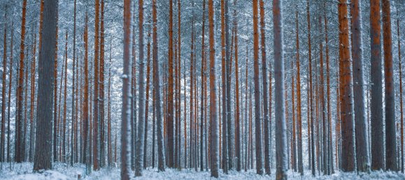 Grundstück in Oder-Spree, Germany, Nr. 87611 3