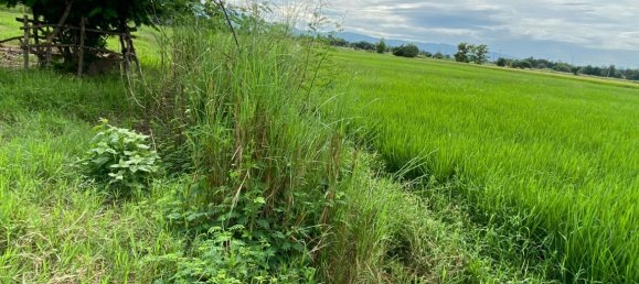 20 bedrooms Commercial property in Chiang Mai, Thailand No. 21940 7