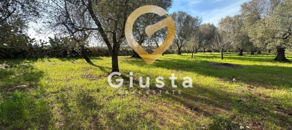 3 rooms House in San Michele Salentino, Italy No. 37530 17