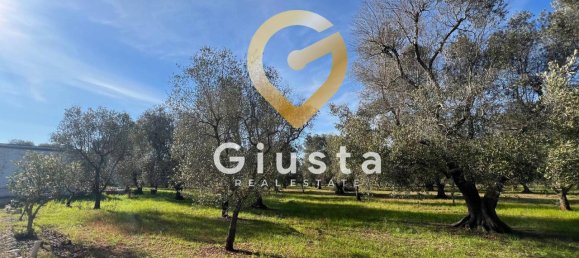 3 rooms House in San Michele Salentino, Italy No. 37530 6