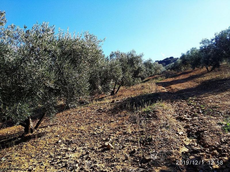 Terreno en Periana, Spain 173000 m² No. 180183