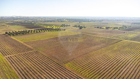  Land in Reguengos de Monsaraz, Portugal No. 108909