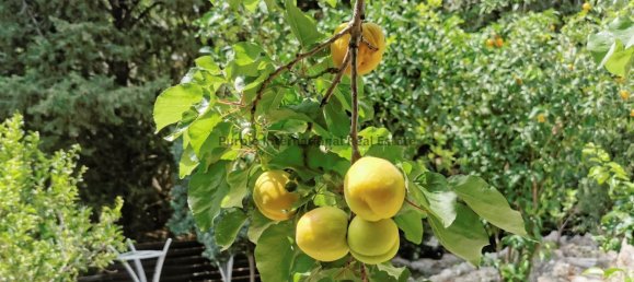 3 bedrooms Villa in Tala, Cyprus No. 3677 26