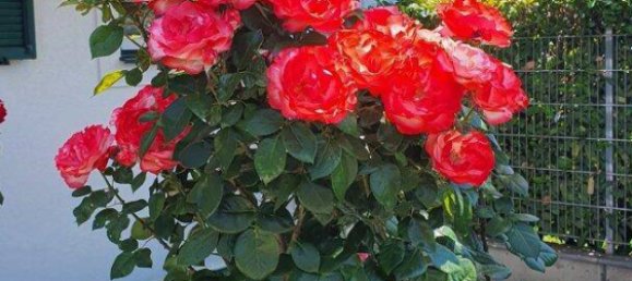 4غرفة منزل في Neudorfl, Austria رقم 135768 37