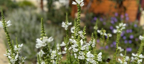 2 rooms Bungalow in Gussing, Austria No. 224874 17