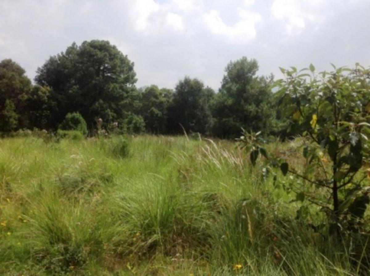  Land in Mexico No. 205966