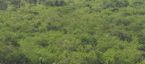 Grundstück in Merida, Mexico, Nr. 99013 2