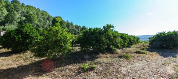 Terreno em Sagra, Spain 10364 m² N.º 93909 3