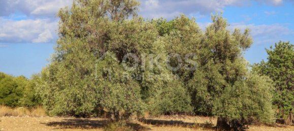 185000m² Land in Avola, Italy No. 143959 9