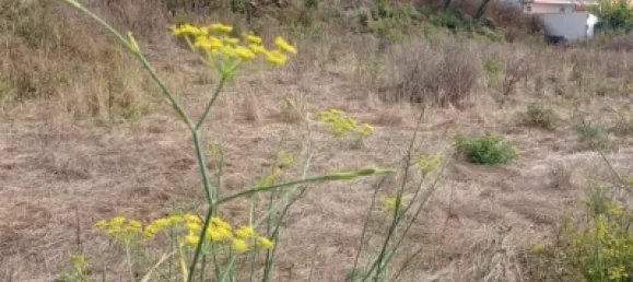 Terrain à San Cristobal de La Laguna, Spain No. 169533 5